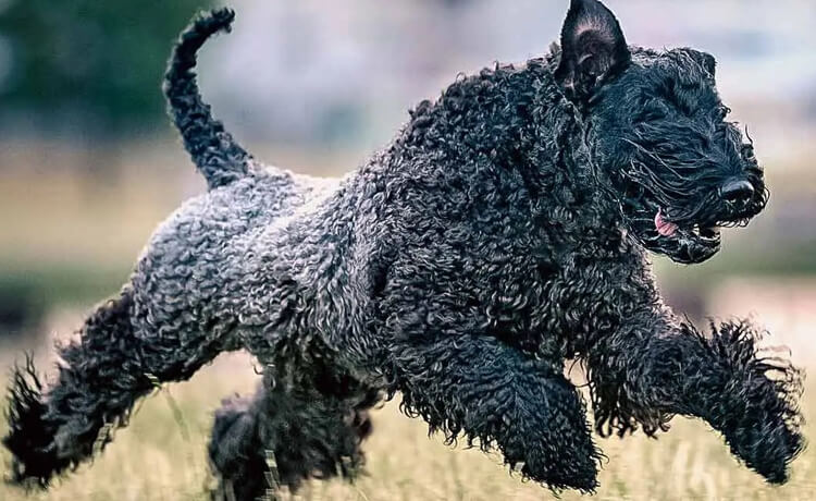 Kerry Blue Terrier